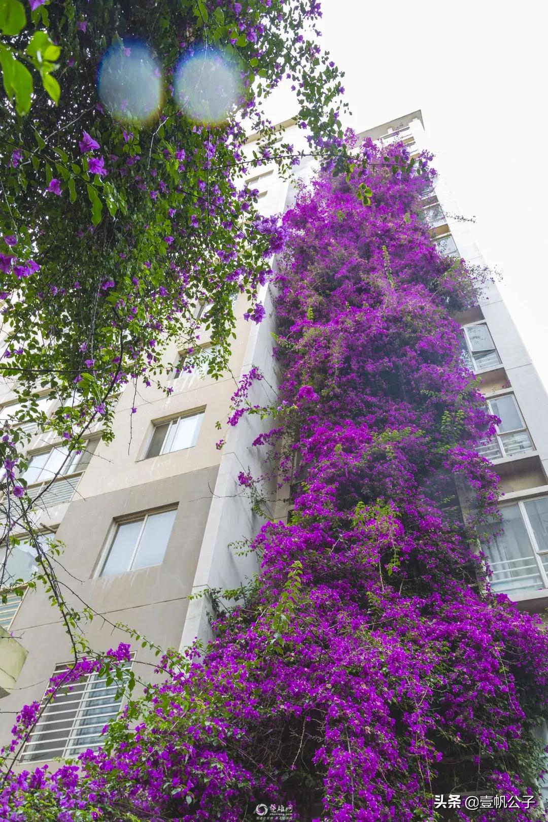 被大理的美景所折服,被丽江的风景美到了