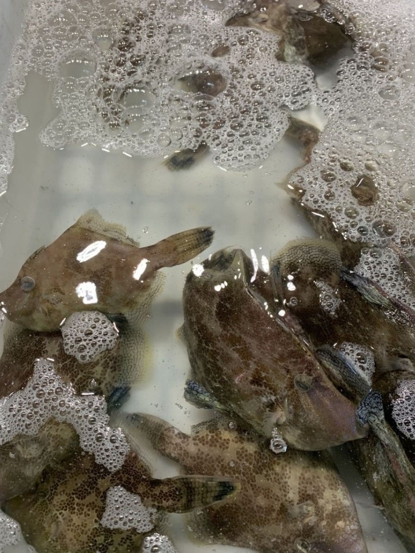 北海干货海鲜批发市场哪个便宜,北海菜市场买海鲜哪个最新鲜