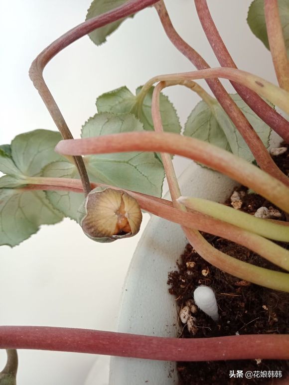 仙客来花杆越开越矮怎么回事,仙客来一直长叶子不长花苞