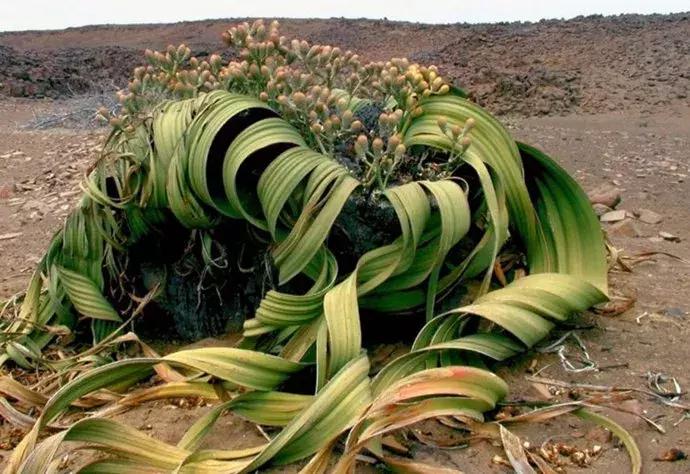 一半是沙漠一半是大海的地方,一半海水一半沙漠的地方