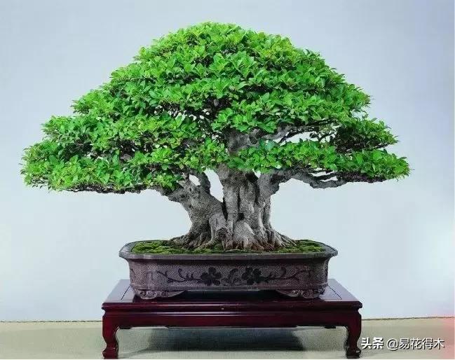 墙角榕树盆景,绝无仅有的榕树盆景