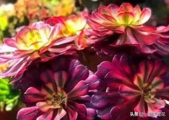 十大最漂亮的多肉植物名字,常见观赏多肉植物名字大全