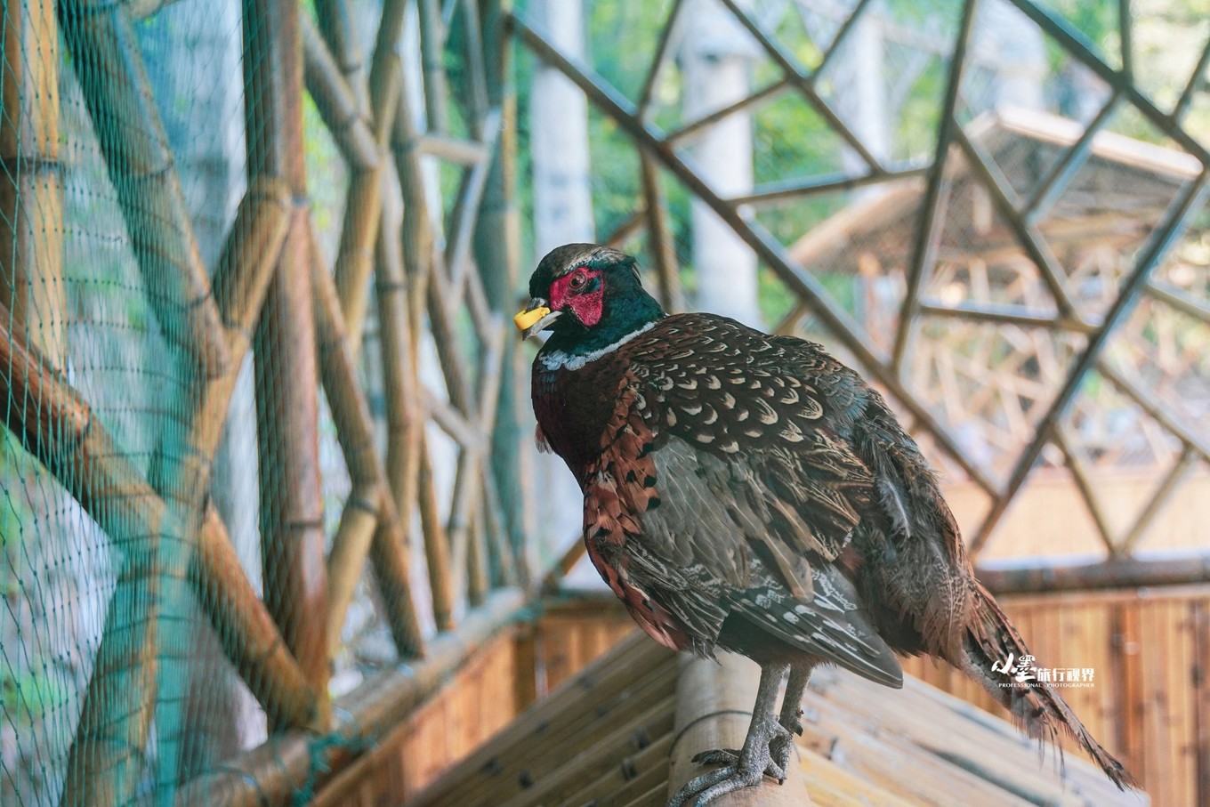 最接地气的大自然度假村,安吉旅游度假村推荐