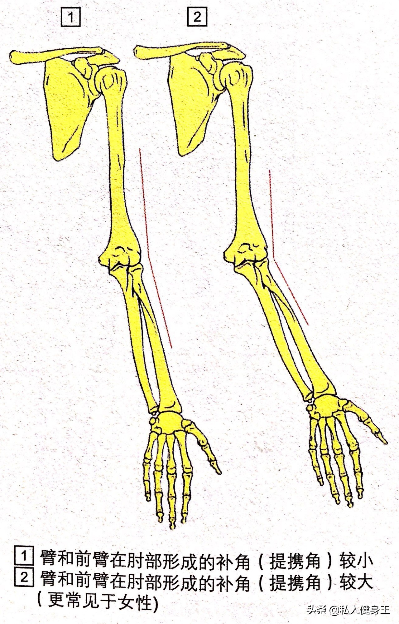 如何练出饱满的肱二头,肱二头肌撑爆袖口