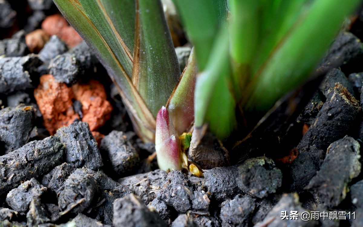 如何区别兰花的叶芽和花芽,兰花如何区分花芽和叶芽