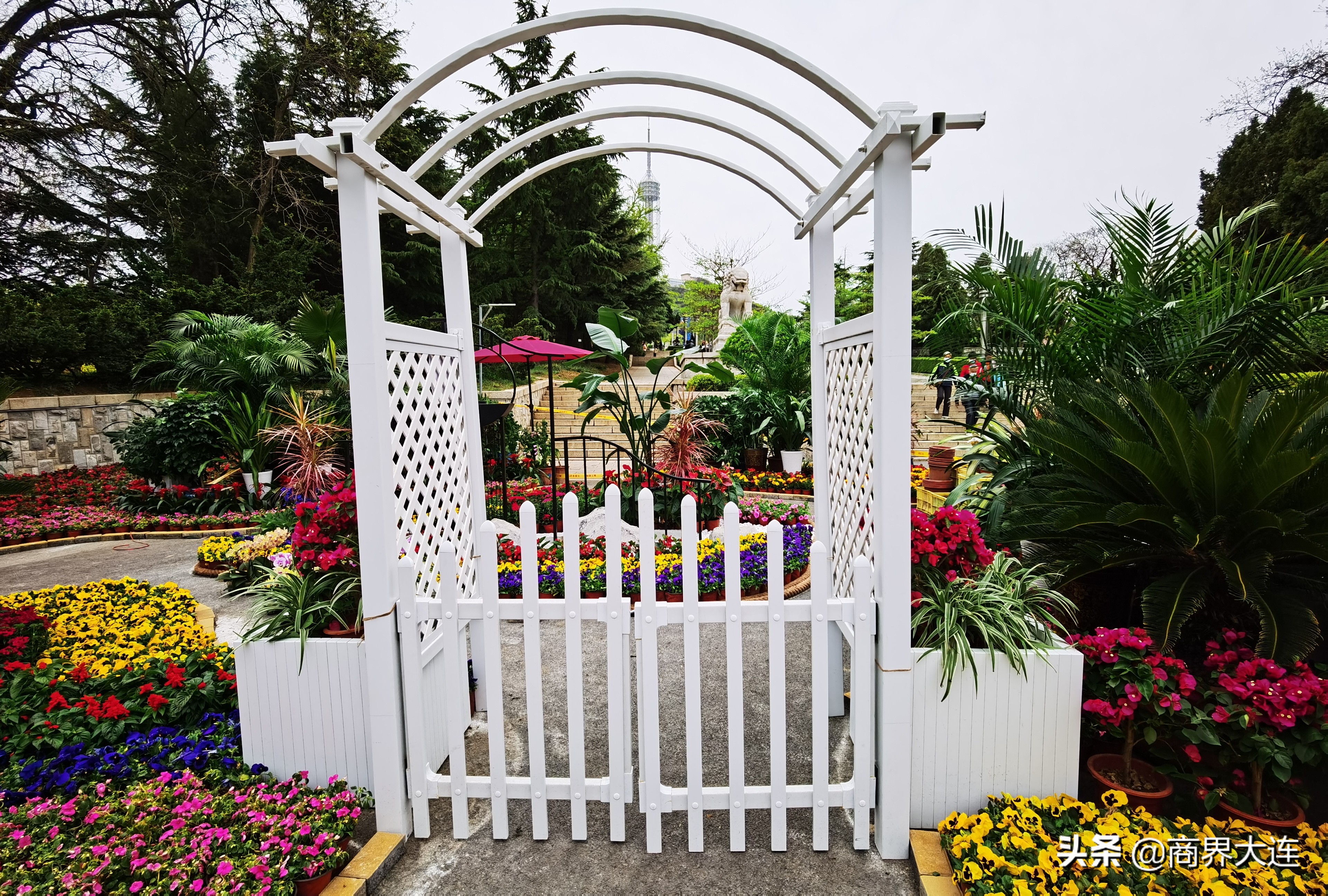 大连花卉展览会在哪里,大连花木公司直播