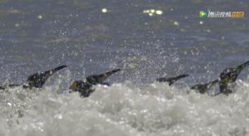 炸裂9.9,BBC再出神片,美得让人脸红