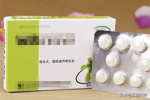 泰迪挑食30天纠正法,养泰迪经验自我介绍