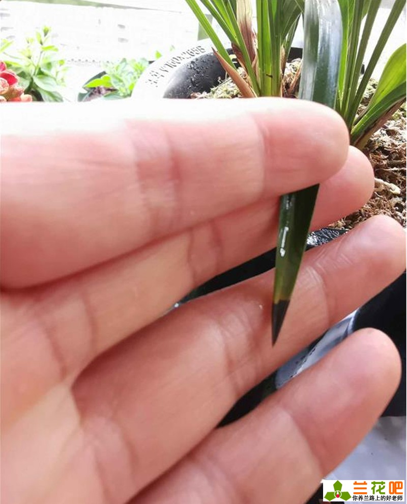 兰花黑尖和焦尖有什么区别,刚种植的兰花为什么会焦尖