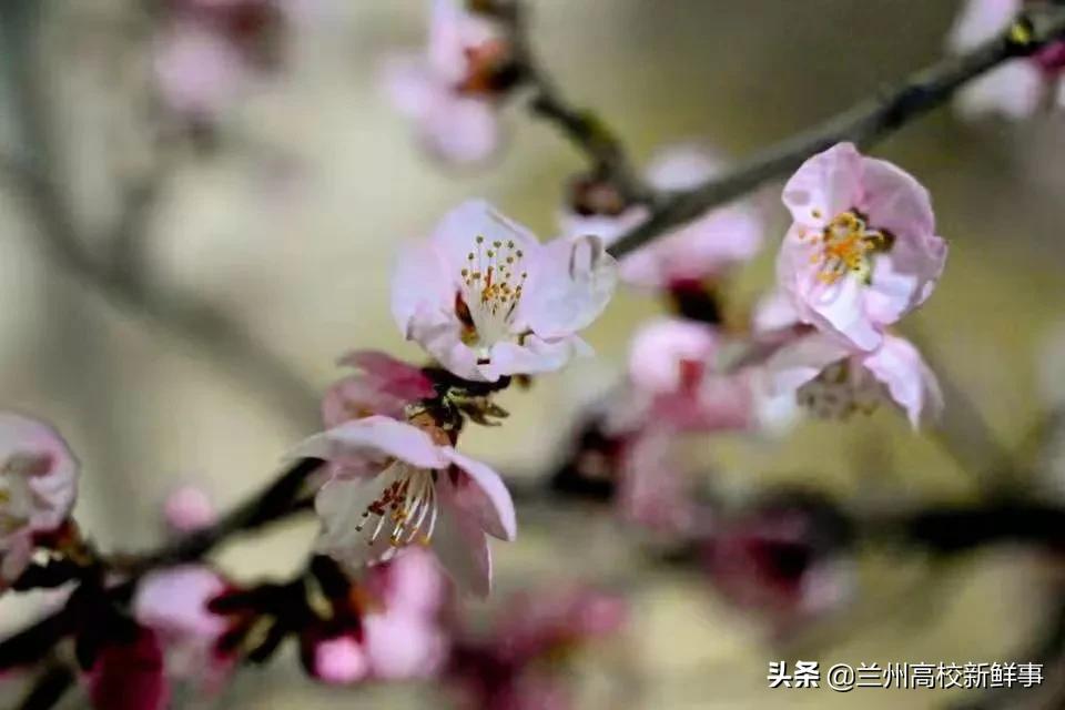 兰财校花,高校校花青春来袭你pick哪一款