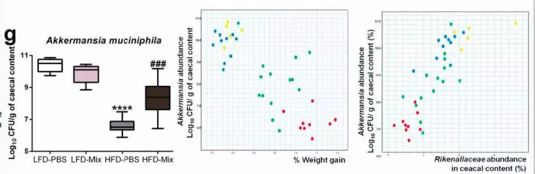利用宿主分泌的粘蛋白“为食”的Akk菌