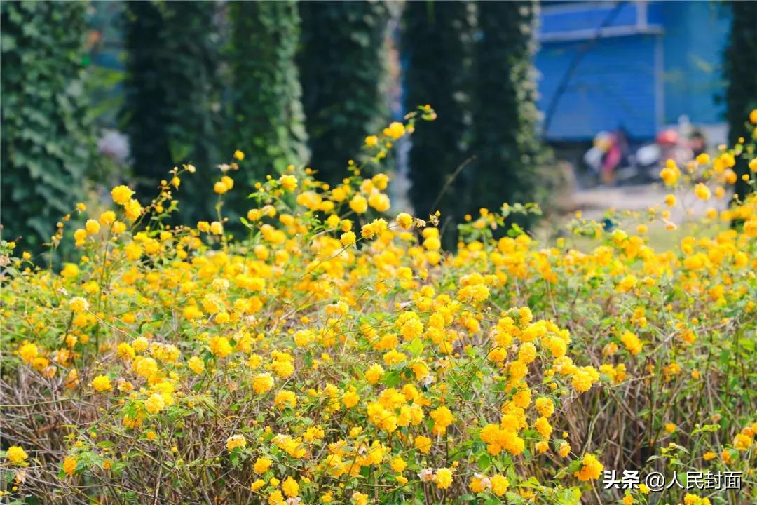 太湖骑行步道,无锡太湖骑行绿道