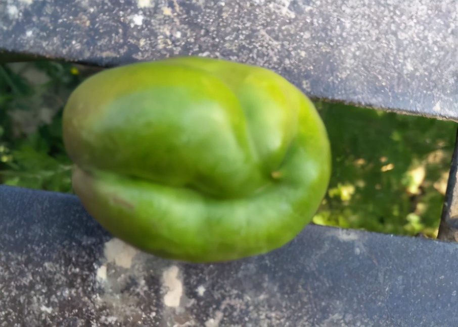 水果套袋和不套袋有什么区别,种植水果套袋的危害有多大