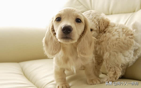 狗狗身上总是会有莫名其妙的寄生虫，定期驱虫你做了，但做对了吗