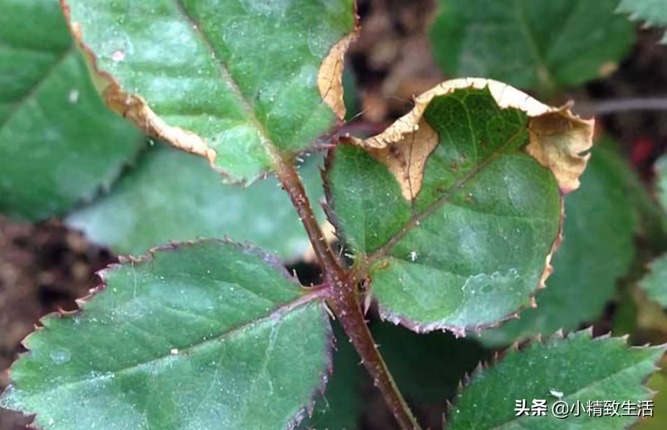 养月季花,这10种病虫害很常见,发病特征和防治方法都在这里了