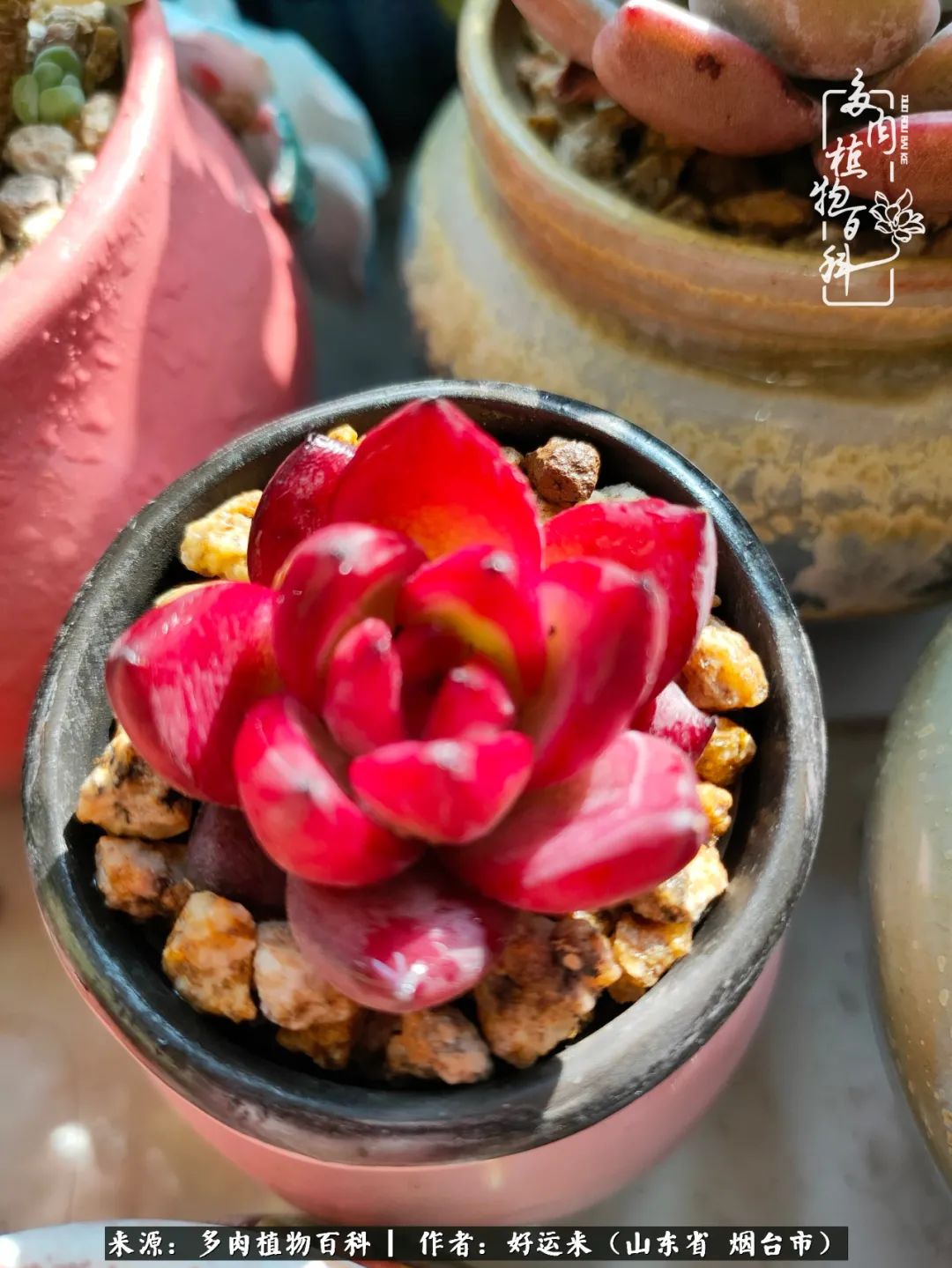 世上怎么会有这么可爱的生物,这世上怎么会有那么可爱的小可爱