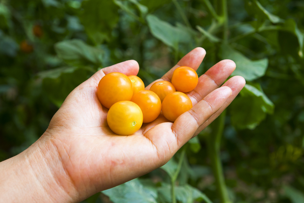 #毕业旅行啦#石家庄慧灯庄园，夏日里寓教于乐爽歪歪