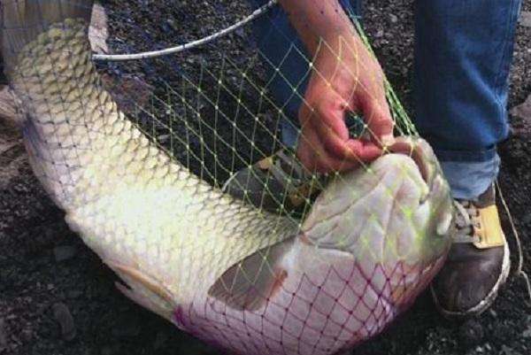 自制草鱼爆炸钩饵料配方,用小鸡饲料自制爆炸钩饵料