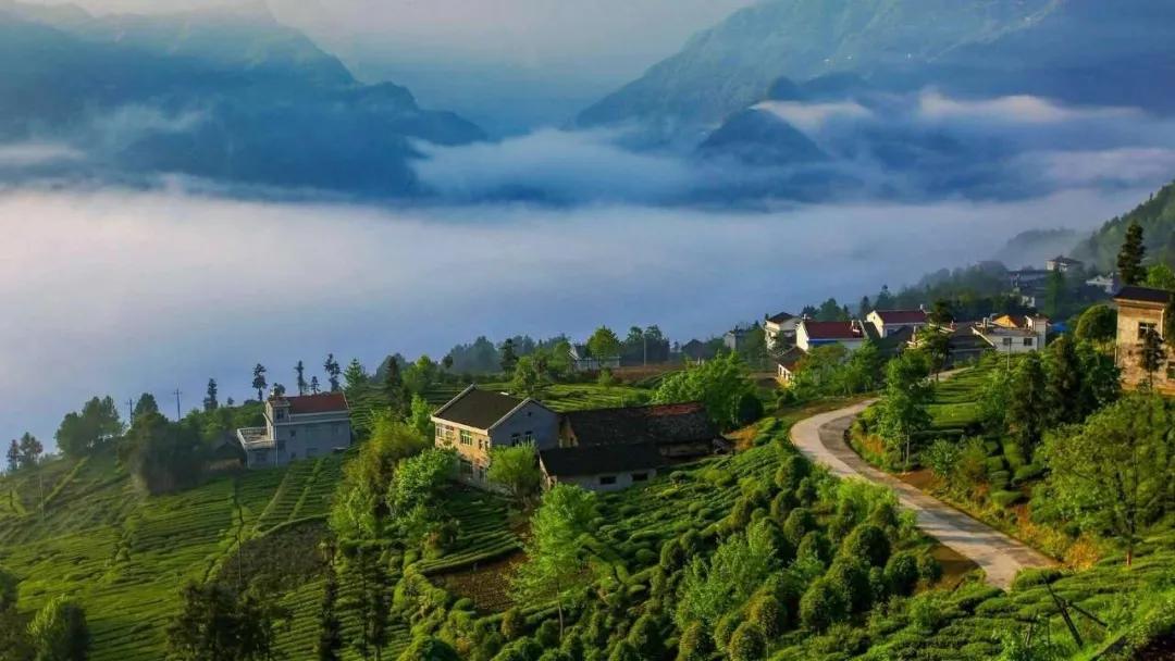 *花采**毛尖告诉你春天的滋味：春茶上市，邀您品尝