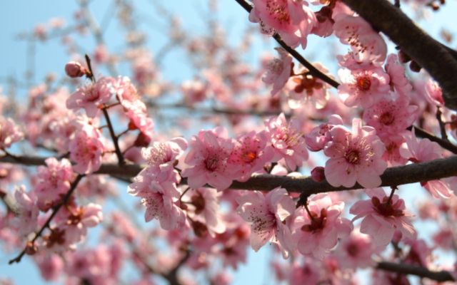 王冕墨梅诗画中国,王冕墨梅图鉴赏