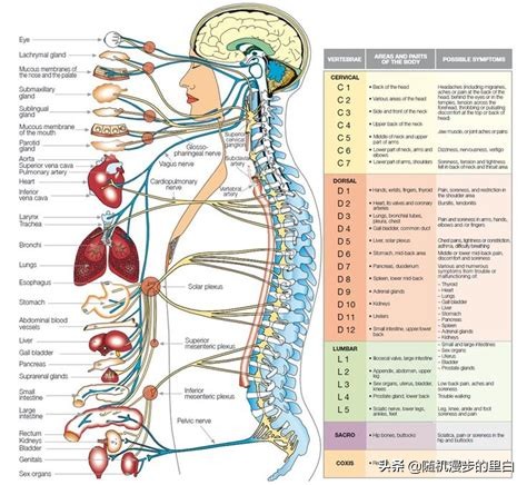 游泳腰痛应该停止游泳吗,游泳腰疼