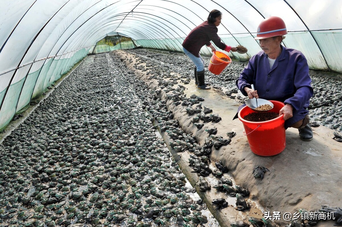 农民返乡创业有哪些好项目可以做,今年农村创业哪些项目最赚钱