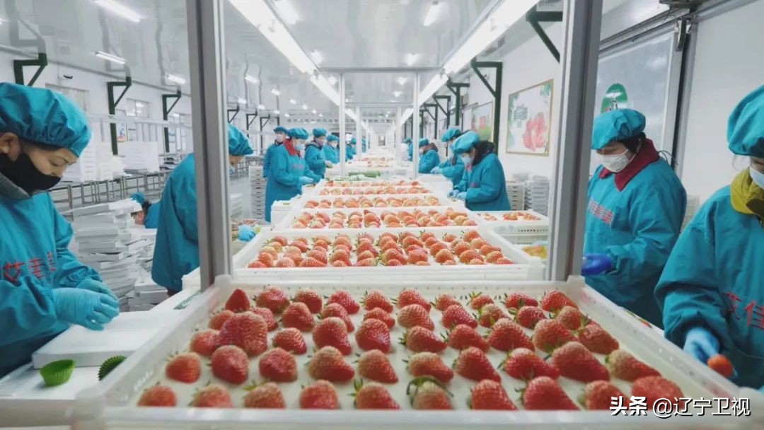 东港草莓红火,东港草莓产业成功的奥秘