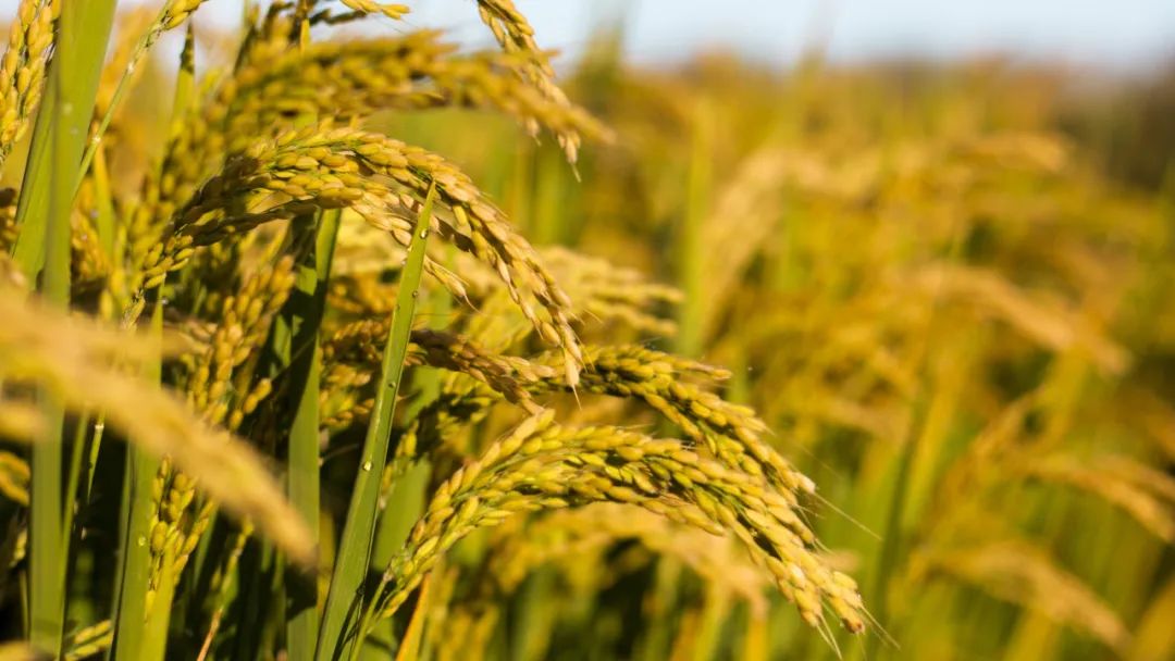 云南本地好吃的大米有哪些,云南哪里的大米好吃排名