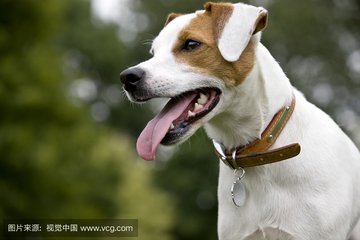 西宁市办理狗证条件,西宁市宠物狗证