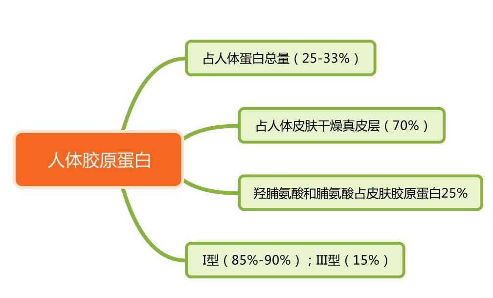 胶原蛋白到底是不是伪科学,胶原蛋白是美容还是智商税