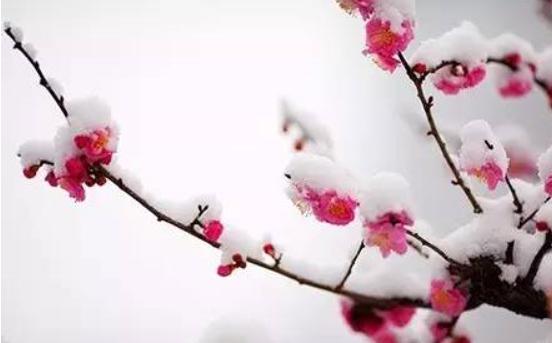 不全请补充:飞花令—雪