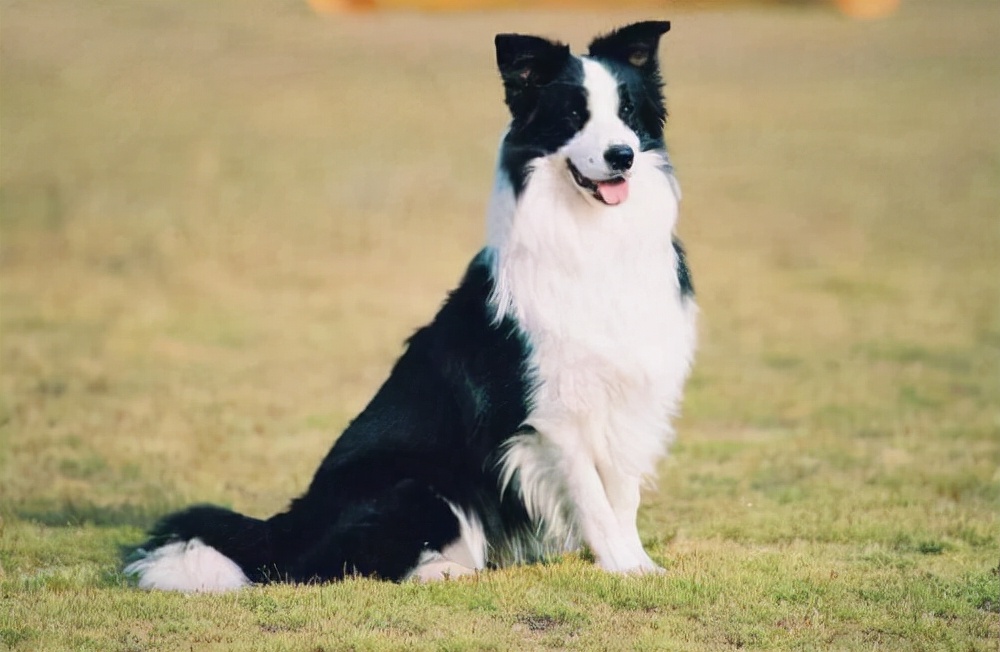 狗狗买什么品种最合适,怎么给狗狗选择宠物狗品种