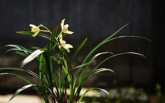 兰花如何预防虫害,兰花新苗怎么防治虫害视频