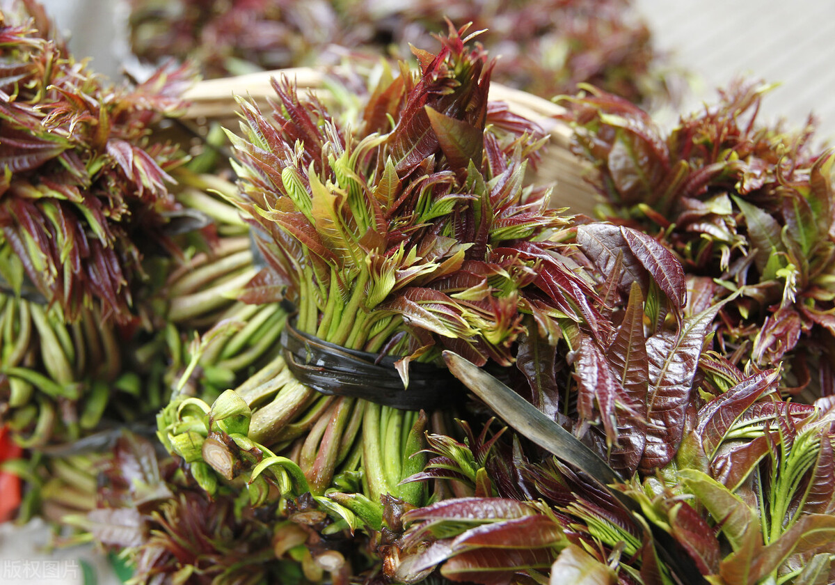 香椿的保存方法香椿酱怎么做,香椿用真空袋保存能放多长时间