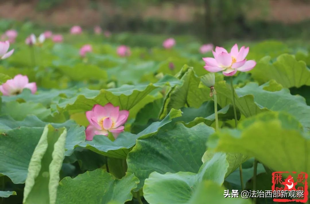 稻花香生态养殖,稻花香种植家庭农场