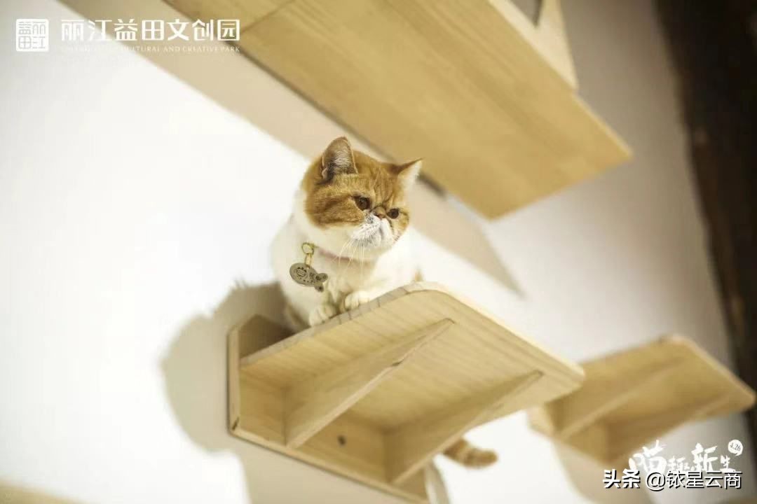 我们一起喵喵喵疯狂版,我们一起喵喵喵完整