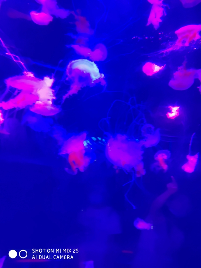 南京海底世界海狮表演,南京海底世界门票价格