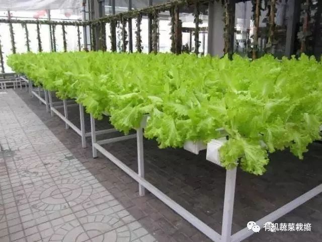 有机生态无土栽培原理与技术,无土栽培知识