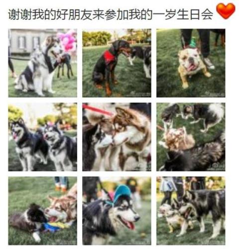 王思聪买的宠物鸭,王思聪买的鸭子