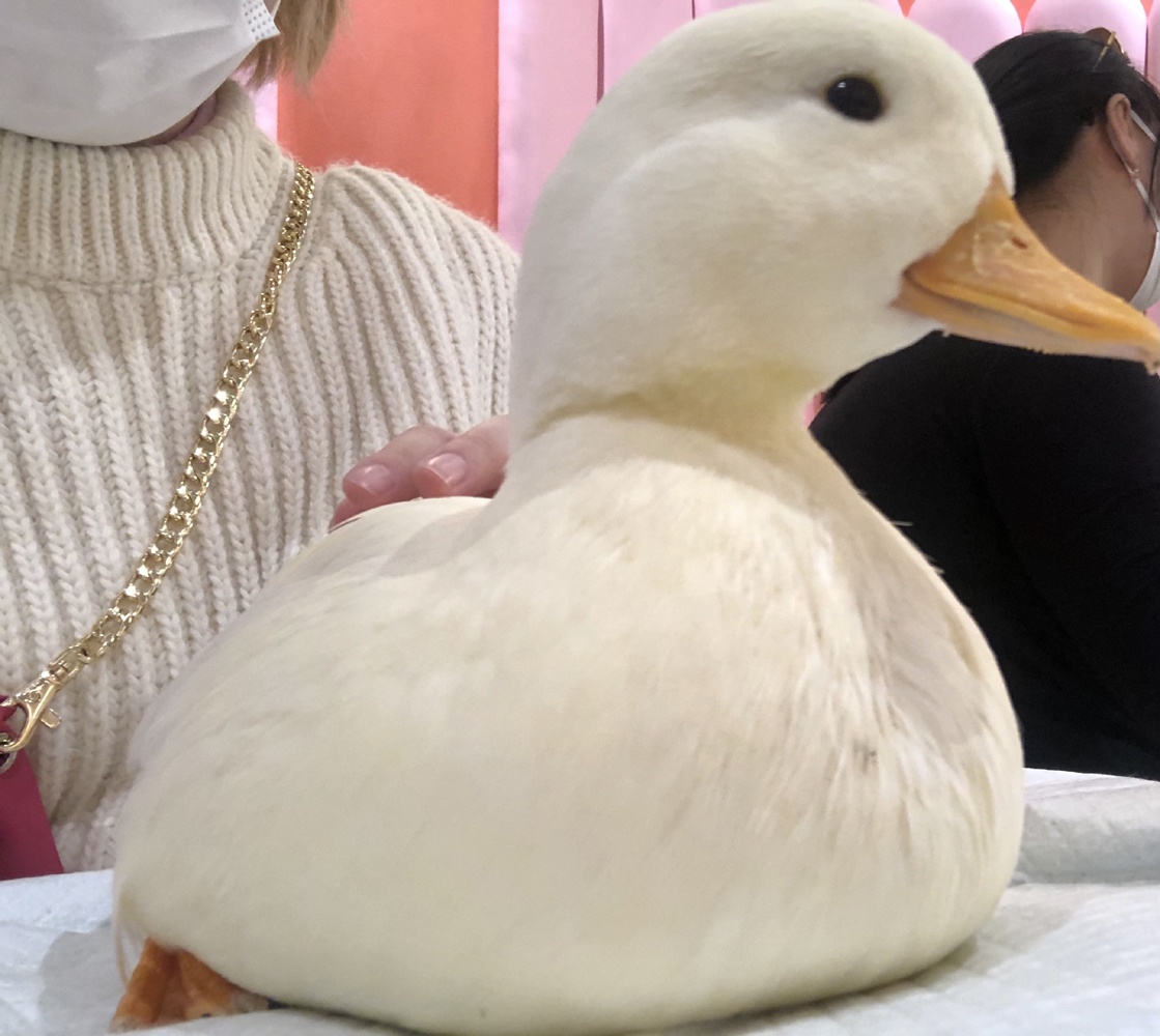 撸动物的网红店顺德,撸小动物的网红店北京世纪金源