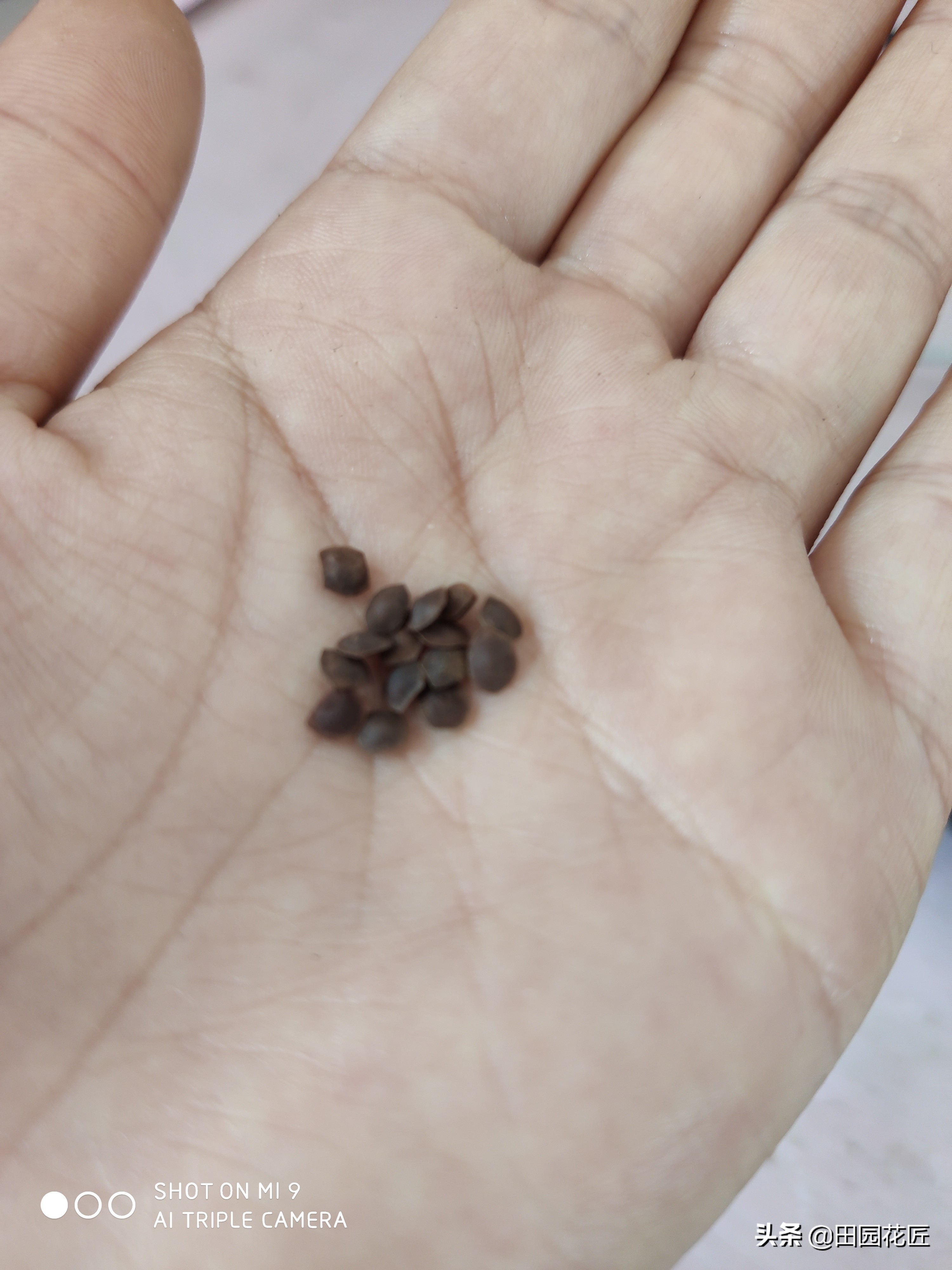 含羞草种子发芽率有多少,哪的含羞草发芽率高