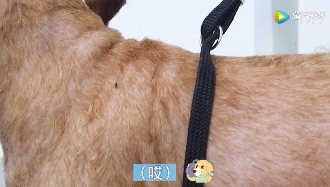 泰迪狗身上有跳蚤怎么办,主人去狗狗洗澡