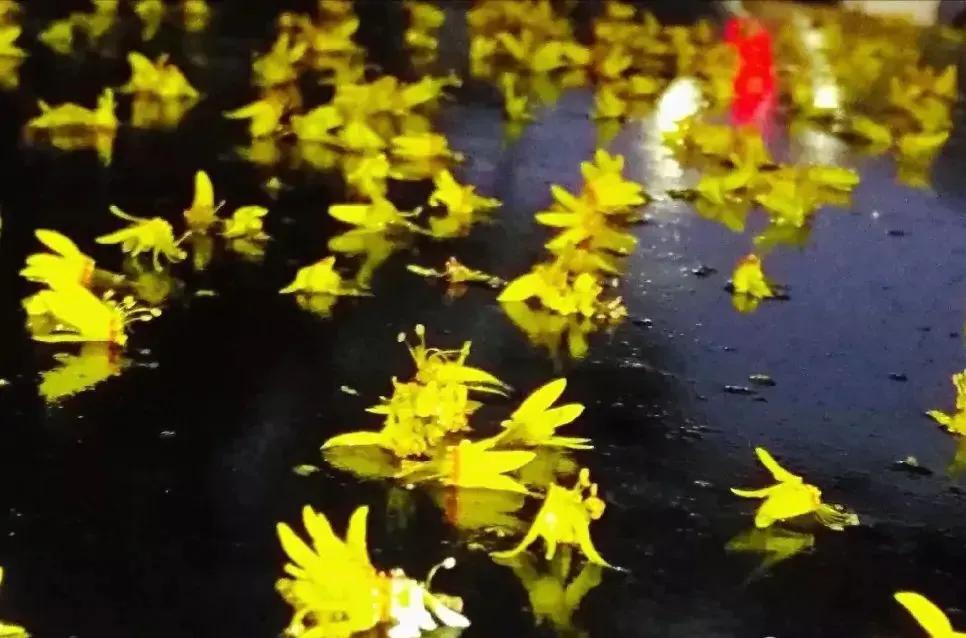 绉嬫棩绗旇鐩存挱,绉嬫棩绗旇