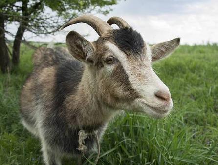 干草储存方法,干草储存湿度要求