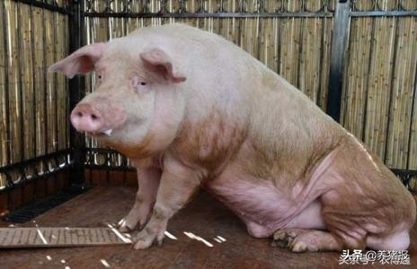 母猪发情难判断,专家教您一看就知道!