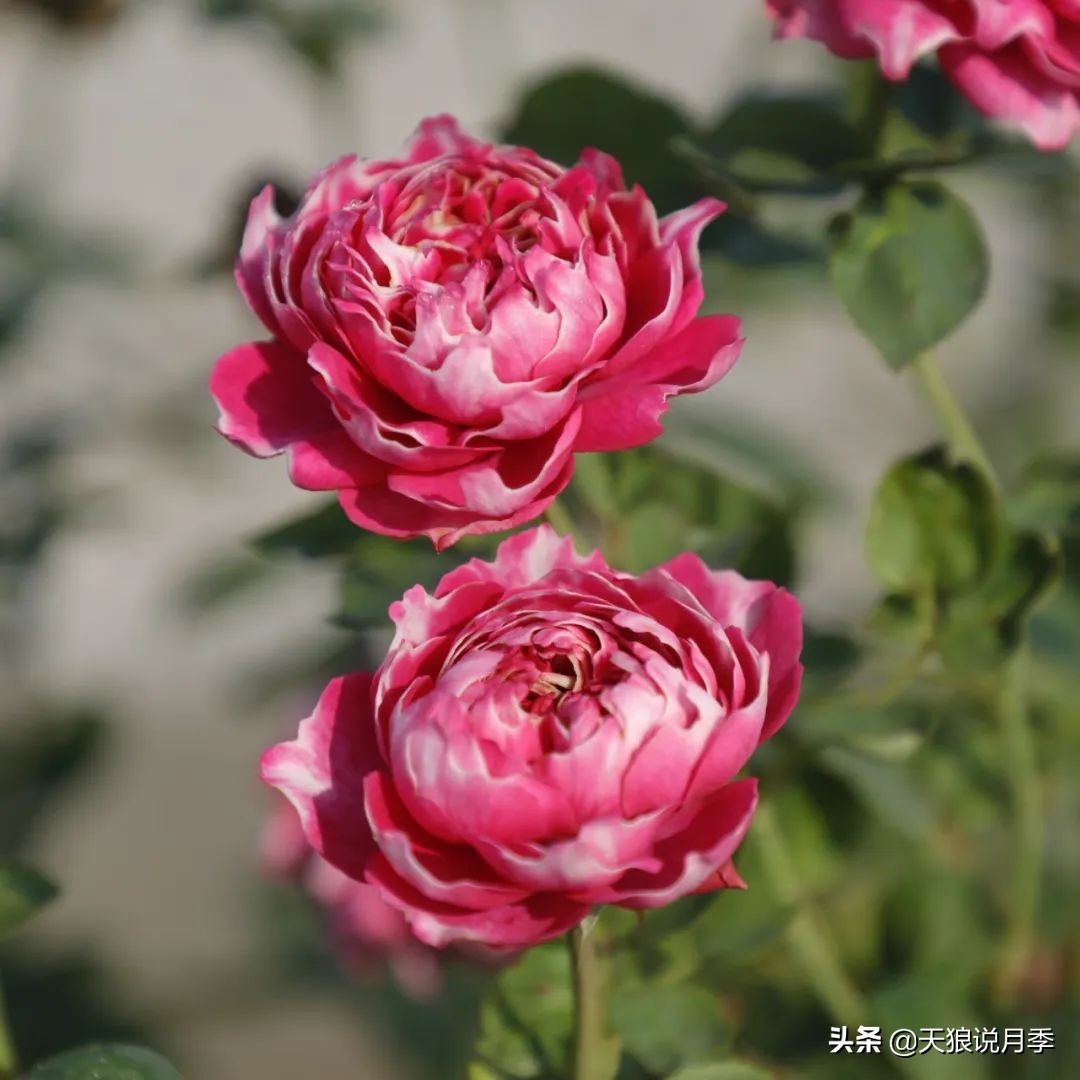 人家最美四月天，天狼自育终于打折了！15个品种供你宠信。