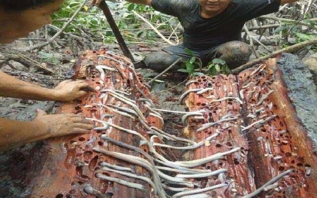 不经意间便能颠覆海洋战争的局势，船蛆小小身体却有大能量