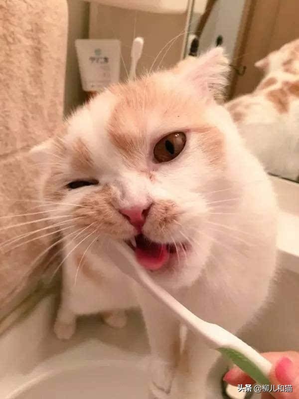 2种方法帮猫咪刷牙远离口腔疾病,猫咪的牙吸收问题怎么治疗