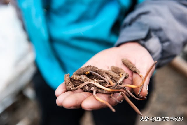 真正的虫草价格是多少,虫草被谁炒