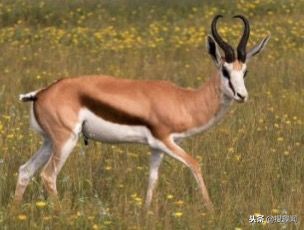 这三种常见肉最好别吃,以下这六种肉再穷都不要吃